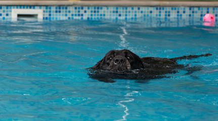 Fototapeta premium dog swimming in the pool