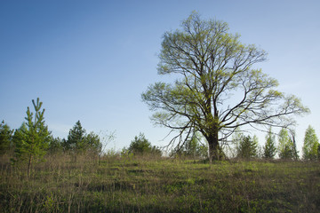 The big lonely oak tree