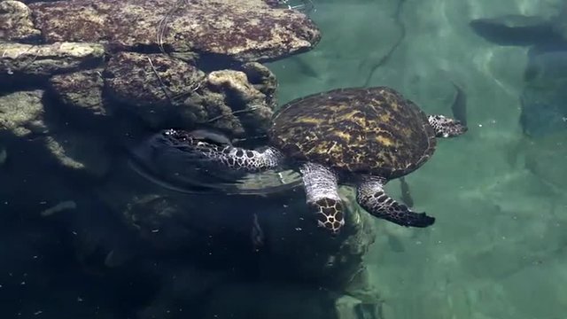 Green sea turtle in the Underwater Observatory Marine Park in Eilat, Israel