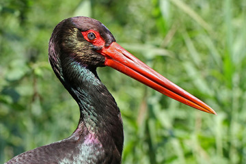 Black stork