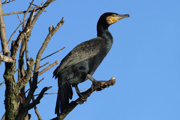 Great cormorant perched against blue skies