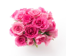 pink rose