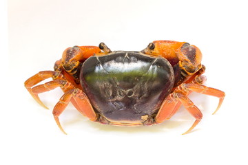 Mealy crab(Thaipotamon chulabhorn)