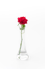 red rose