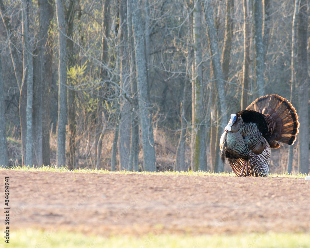 Wall mural Wild Turkey