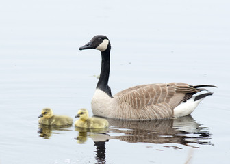 Canada Goose Goslings