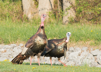 Wild Turkey © brm1949