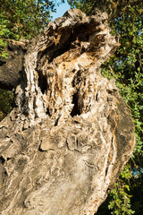 Cork bark