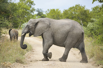 Fototapeta na wymiar Fröhlicher Elefant quert den Weg