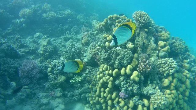  threadfin butterflyfish (Chaetodon auriga)  