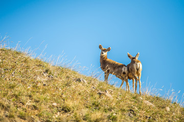 two young deer standing on top of hill