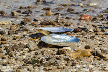  Mussel shell on the sand on the beach