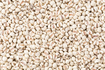 job's-tears of millet on white background