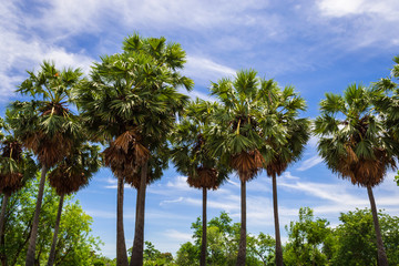 sugar palm trees