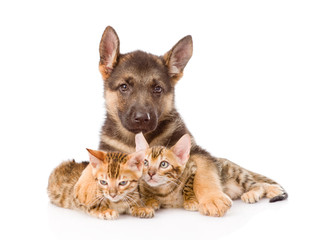 cute puppy embracing two little kittens. isolated on white backg
