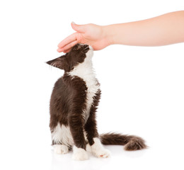 Fototapeta premium female hand patting cat. isolated on white background