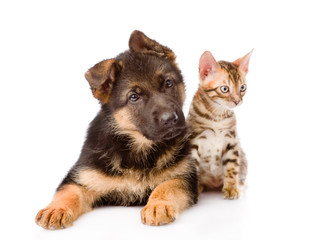 little bengal cat and german shepherd puppy dog lying together.