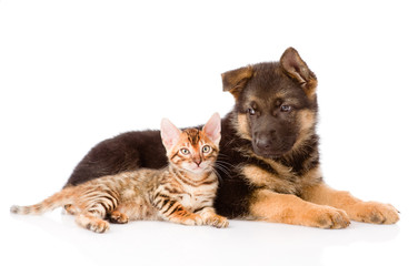 bengal kitten lying with german shepherd puppy dog. isolated on