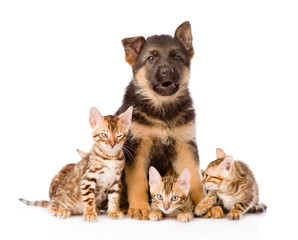 german shepherd puppy and bengal kittens looking at camera. isol