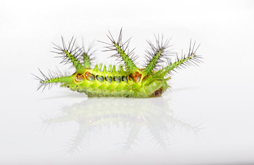 Stinging nettle slug caterpillar of phocoderma velutina moth