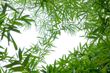 bamboo leaves on white background