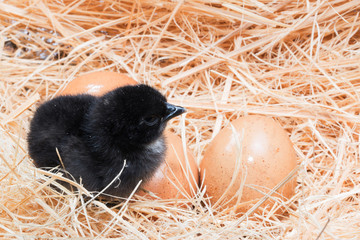 Newly born chick lying beside its brown egg
