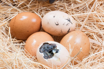 Newly born chick lying beside its brown egg