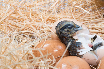 Helpless little chick still wet after hatching © sakdinon