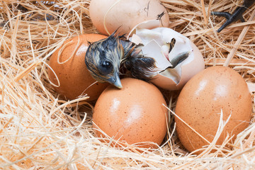 Helpless little chick still wet after hatching