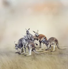 Zelfklevend Fotobehang Kangoeroe Kangaroos