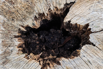Old tree stump with big hole on the middle part