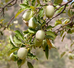Long apples on a branch