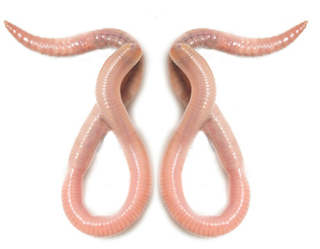 worm on a white background