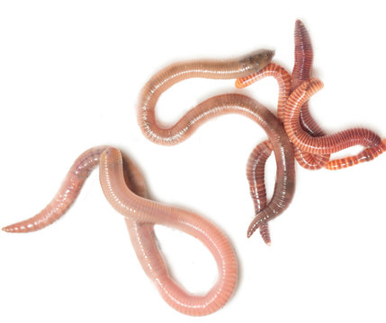 worm on a white background
