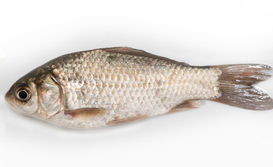 small fresh fish on a white background
