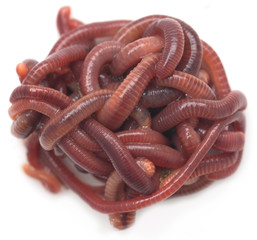 red worm on a white background