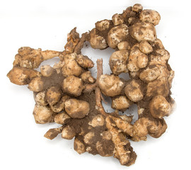 Jerusalem artichoke tubers