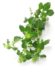 calamintha nepeta on white background