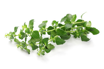 calamintha nepeta on white background