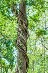 Fototapeta premium Vines wrapped around trees