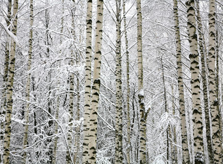 Obraz premium Winter trunks birch trees with snow