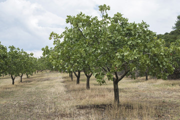 Fototapeta premium Pistachio trees