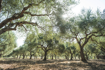 Olive trees and sun rays