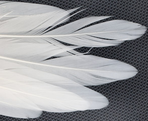 white feathers on black background