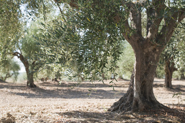 Olive trees in plantation