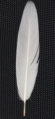 feather on a black background