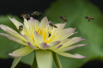Beautiful lotus and bees