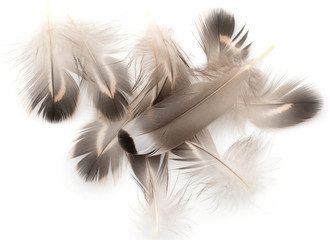 Obraz premium feathers on a white background