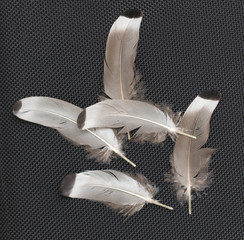 feathers on a black background