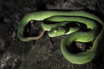 Green Tree Python
